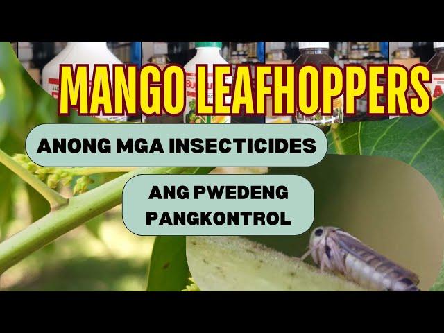 MANGO LEAFHOPPERS: ANONG INSECTICIDE ANG PWEDENG PANGKONTROL