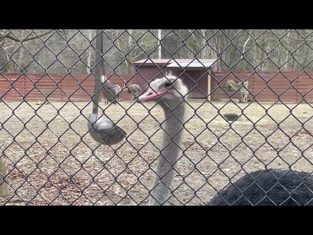 Ostrich Pecking a Ladle