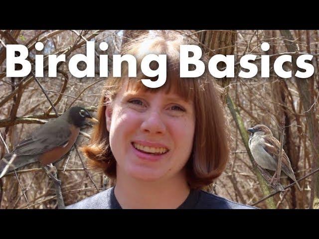 How to start bird watching