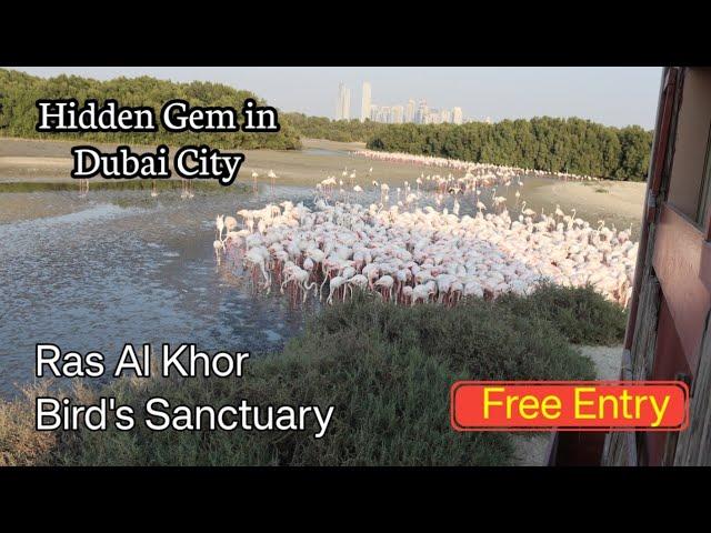 The Secret Bird Sanctuary of Dubai - Ras Al Khor Bird's Sanctuary | Flamingo Park in Dubai