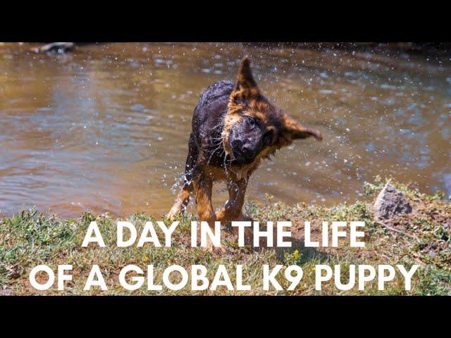 A Day In the Life Of a Global K9 Puppy!