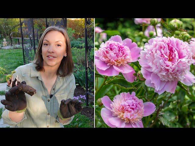 Peony Growing Guide!!! How to Plant, Grow, Harvest, Divide, & Transplant Peonies