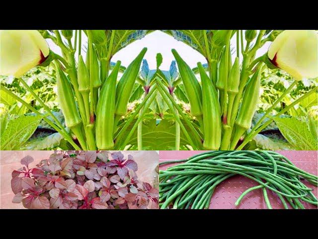 Top 10 Vegetables To Grow In Rainy Season