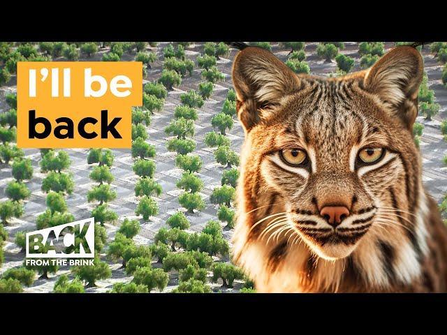 How this Wild Cat is Coming Back from Extinction | Back from the Brink