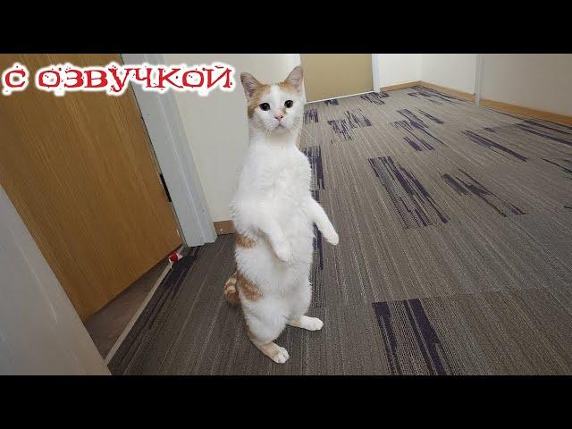 Funny Cat Videos! WITH VOICE OVER! Funny Cats! Funny Animal Videos! Try Not to Laugh