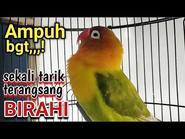 masteran suara lovebird minor ngekek panjang | labet BETINA ngekek panjang