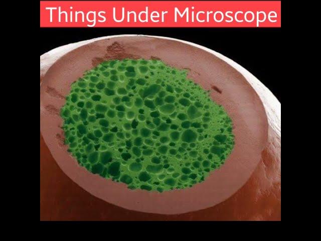 Things Under Microscope Part 1 #india #airbone #fact