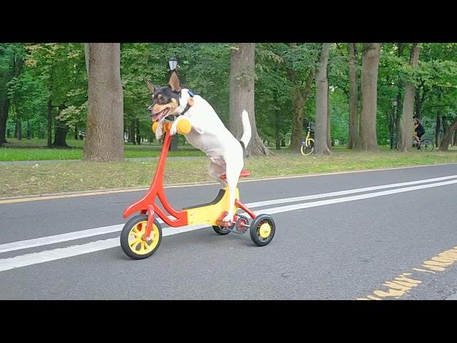 Собака едет на велосипеде/Dog riding a bike .