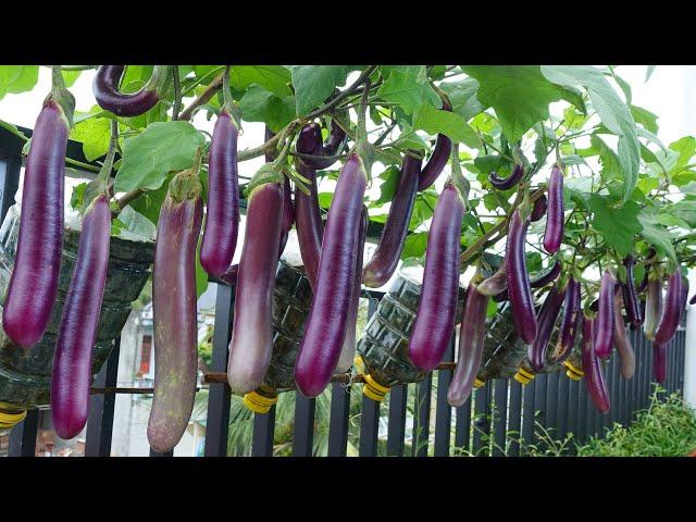 I've never seen so many Eggplants, growing Eggplants at home