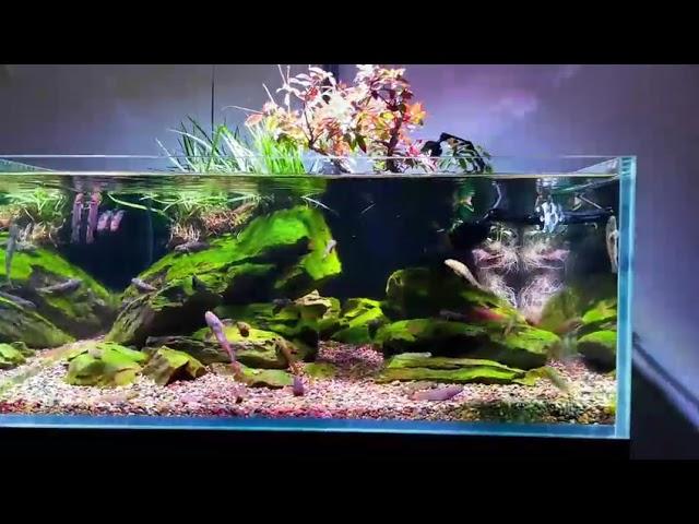 Biotope aquarium tank  with ZETLIGHT ufo f8 pro LED light