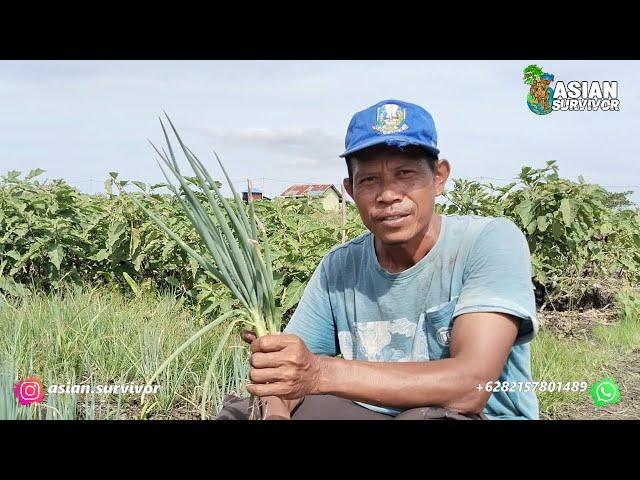 PAK JUMIRAN, PETANI TRANSMIGRASI ASAL MAGETAN KINI JADI JURAGAN DAUN BAWANG