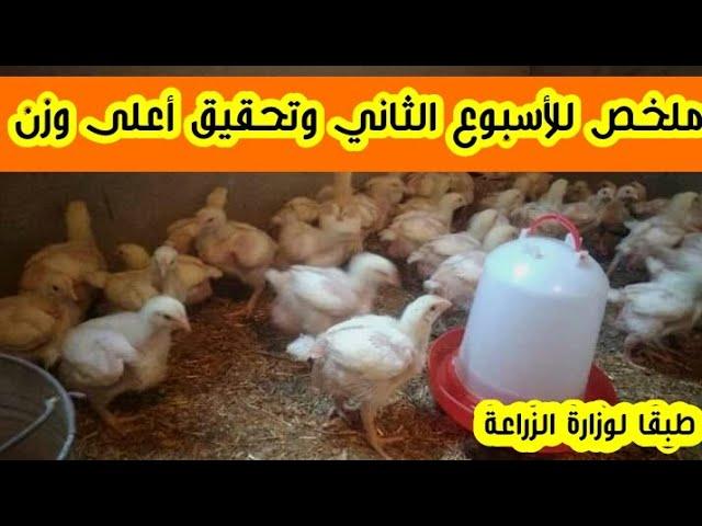 ملخص الأسبوع الثاني فى دوره الفراخ البيضة بلا أمراض وتحقيق أعلى وزن