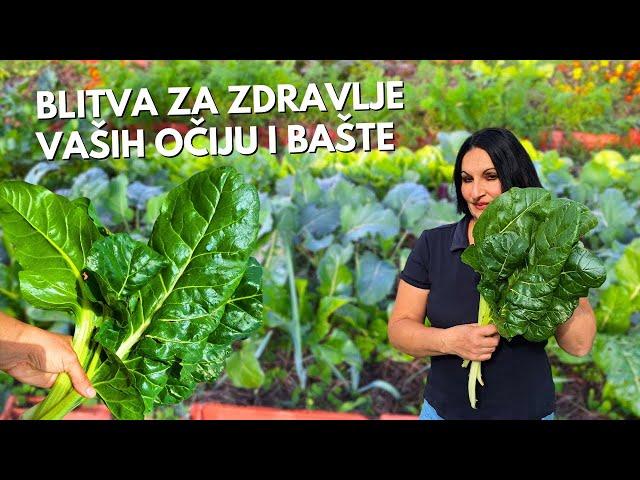 Ovo je Razlog Da Posadite Blitvu! Zaštita za Oči i Baštu!