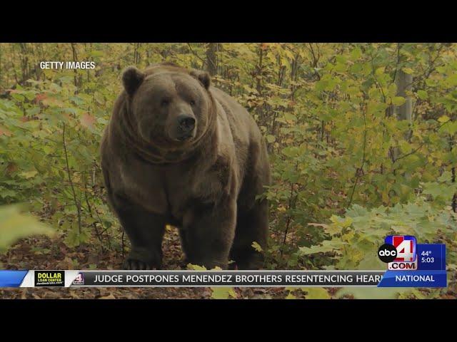 Utah could see a grizzly bear in the future, here's what experts say