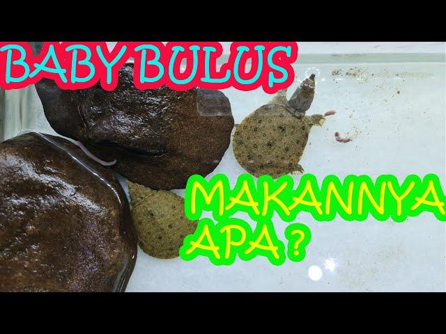 PELIHARA BABY BULUS AMYDA