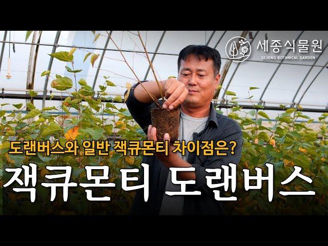 잭큐몬티 도랜버스 일반 자작나무와의 차이점은 무엇일까? /세종식물원