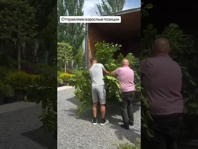 Садовый центр в Ростове ждёт вас #ростовнадону #озеленениеростов #питомникрастений #садоводство