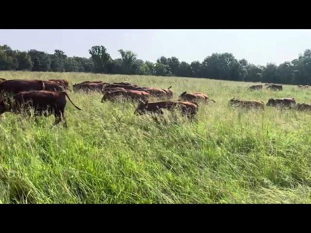 Green Pastures Farm has an opening for an intern position.