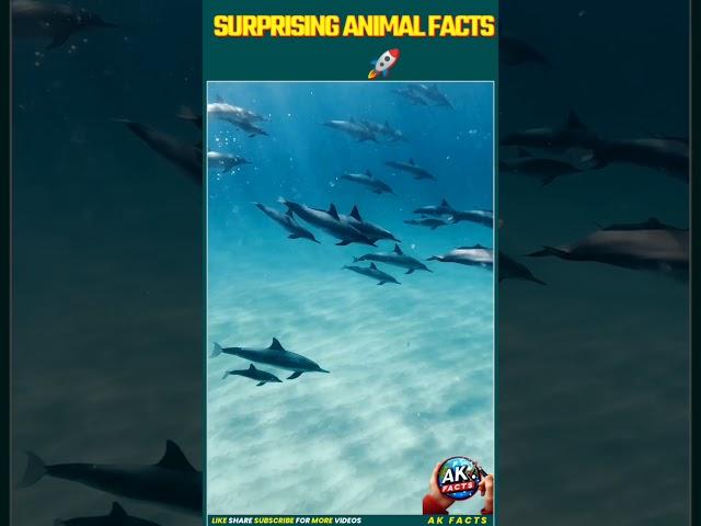 THE MOST SURPRISING ANIMAL FACTS #trending #akfacts #facts #shortsfeed #shorts #reels #viralreels