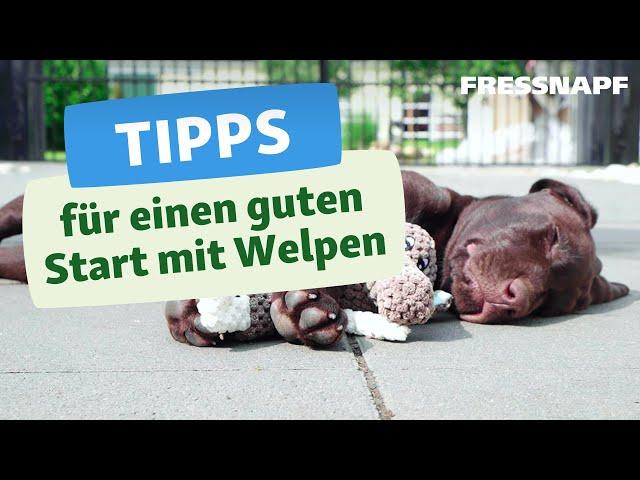 Das brauchst du für einen Welpen: Unsere Tipps für die Welpen-Erstausstattung