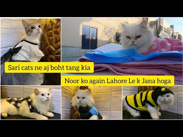 Noor ko again Lahore Le k Jana Hoga | Aj sari Cats ne boht tang kia | New Collection