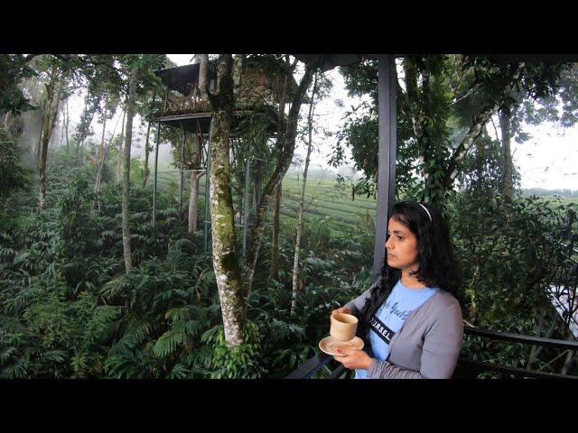 മഞ്ഞിൽ കുളിച്ച് | Dream Catcher Plantation Resort Munnar | Best Tree House, Munnar | DotGreen