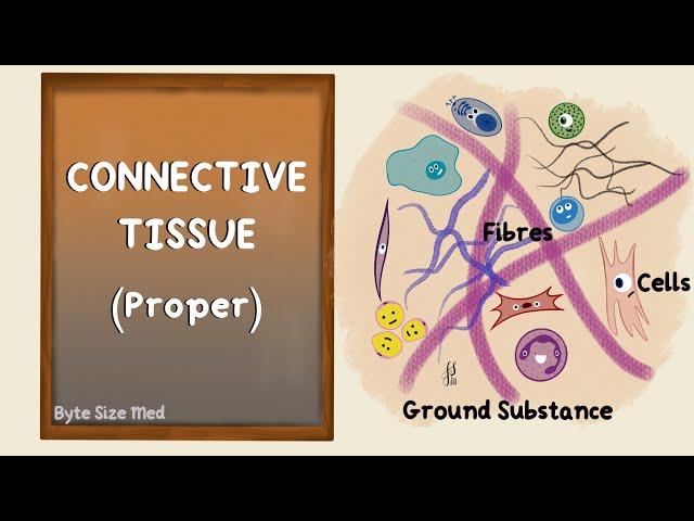 Connective Tissue | Connective Tissue Proper | Body Tissues | Human Histology