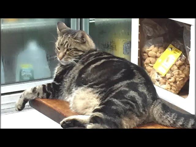 18-year-old bodega cat stolen in Queens