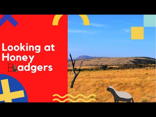 Looking at the Newly Arrived Honey Badgers