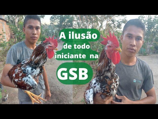 A ILUSÃO de todo INICIANTE na GSB - GALINHA SERTANEJA BALÃO 2022 2023