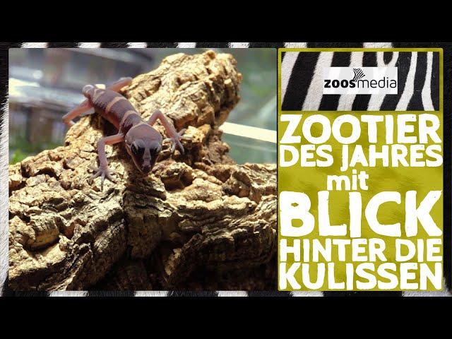 Cologne Zoo: Conservation of GECKOS | zoos.media