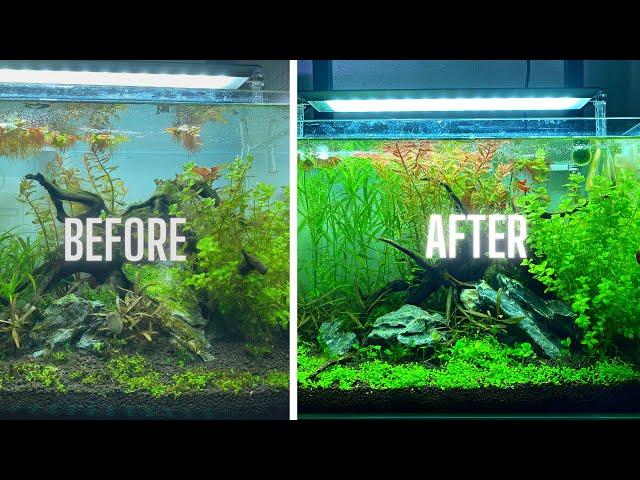 HOW TO HAVE AN ALGAE FREE AQUARIUM