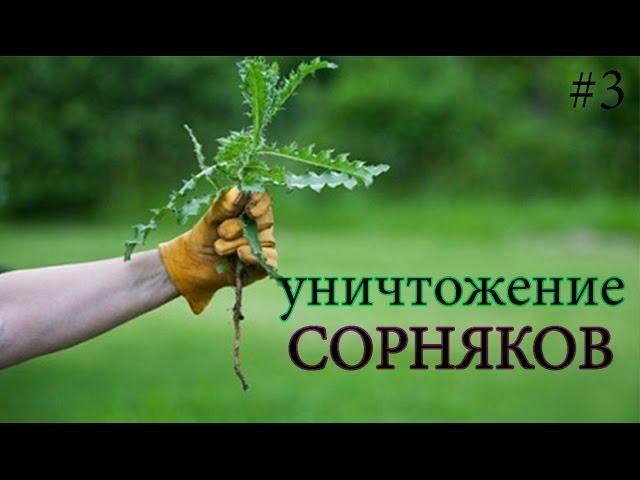 Как избавится от сорняков на участке...