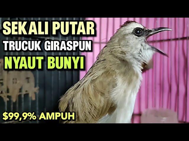 TRUCUKAN GACOR Ropel Panjang Buat PANCINGAN TRUCUKAN Agar Bunyi Jadikan BURUNG TRUCUK Gacor EMOSI