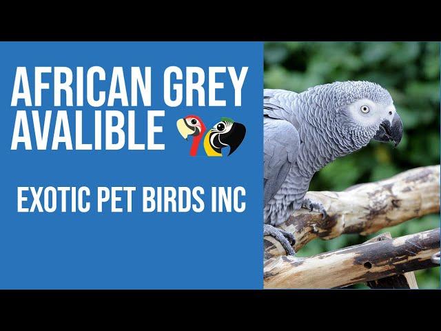 Congo African Grey- AVAILABLE