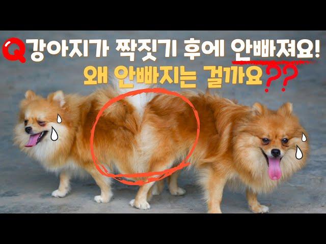 강아지가 짝짓기 후에 붙어있는 이유? 교배 과정 및 대처방법