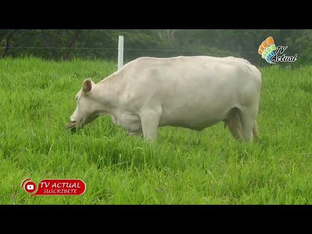 La Energía de las grasa en la dieta de los animales.