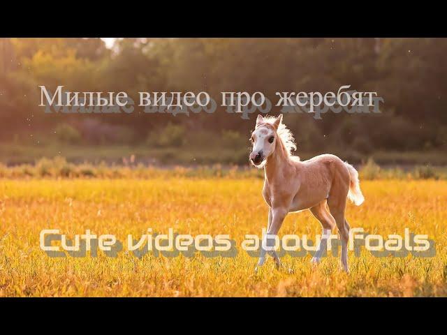 Милые видео про жеребят/Cute videos about foals