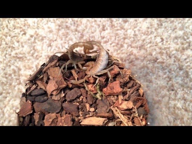 Vaejovis Confusus Mating Attempt