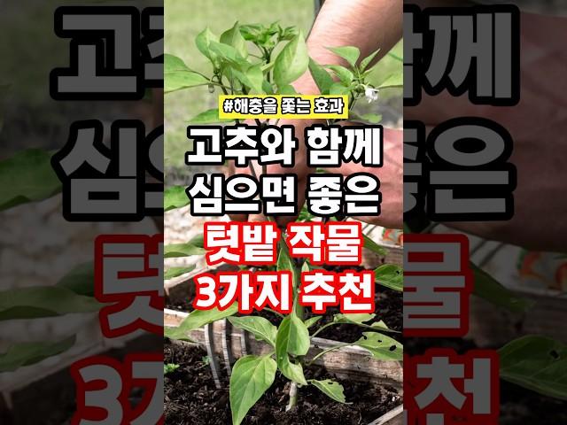 고추와 함께 심으면 좋은 텃밭 작물 3가지 추천 #텃밭 #농사 #텃밭작물 #텃밭농사 #감자