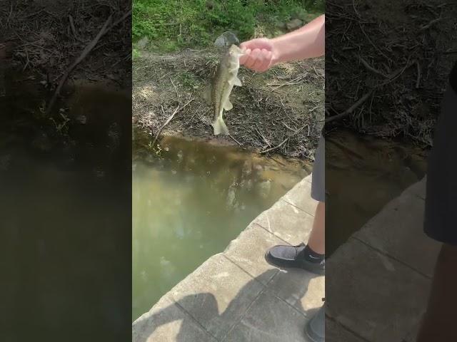 Friend caught his first red eye ever!! #fishing #outdoors #bass #bassfishing #shorts