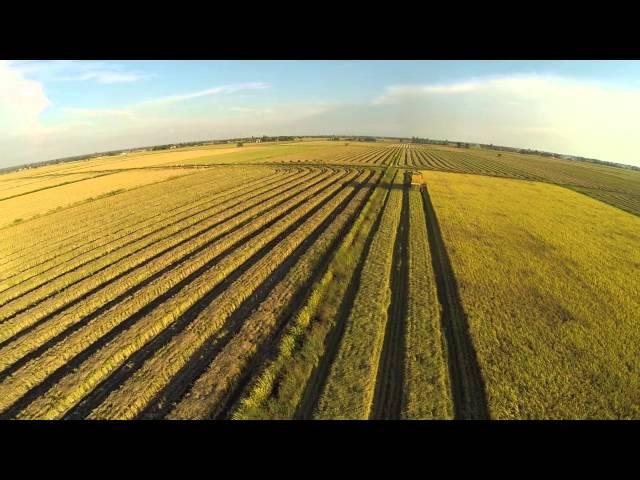 Sekinchan, Malaysia - Paddy Field