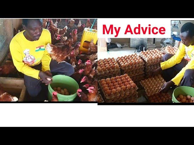 My Advice to poultry farmers if you want to be successful in poultry farming