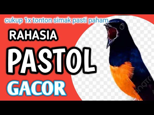 cara merawat murai batu pastol agar cepat gacor || how to care for stone magpies