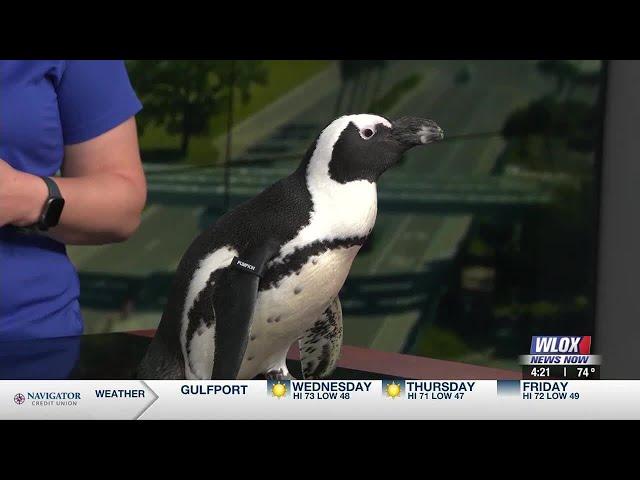 Mississippi Aquarium celebrating all things marine life, including penguins!