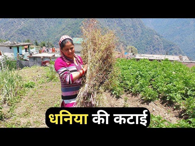 धनिया पक गया है || Priyanka Yogi Tiwari || Pahadi Lifestyle || Triyuginarayan