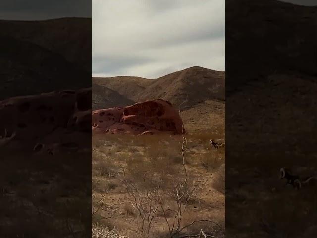 Driving Past Desert Bighorn Sheep in Nevada's Valley of Fire