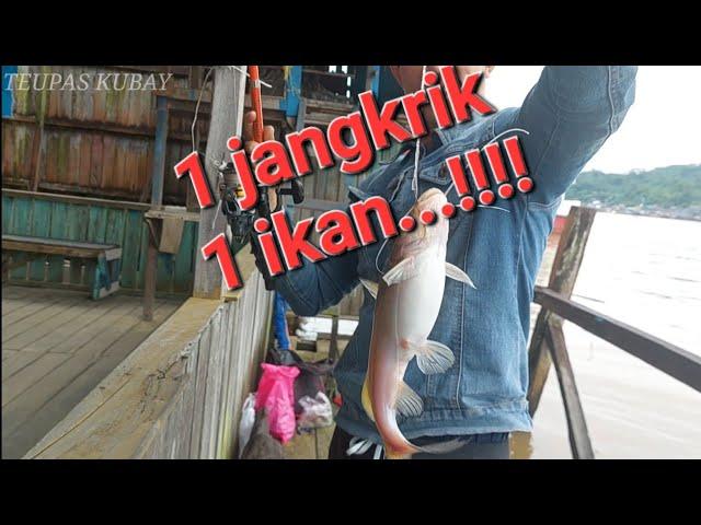 mancing ikan baung umpan jangkrik di sungai mahakam