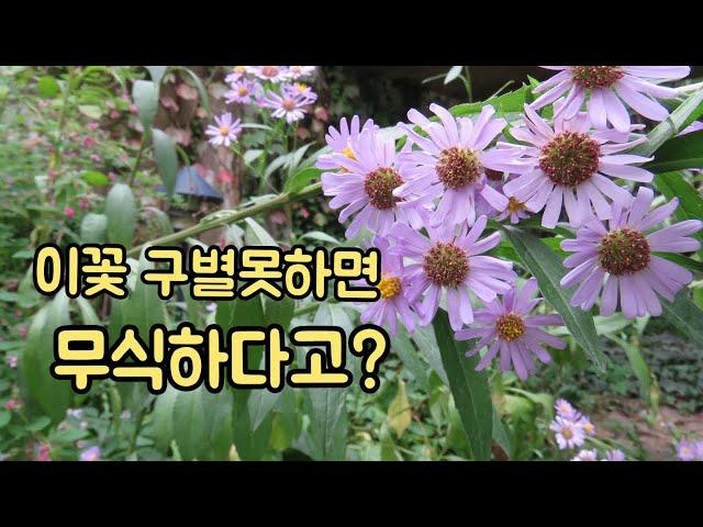 구절초, 쑥부쟁이,벌개미취 구별하기.이것 모르면 무식하다? 갸가 갸같은 들국화 자매 완벽 구별법.