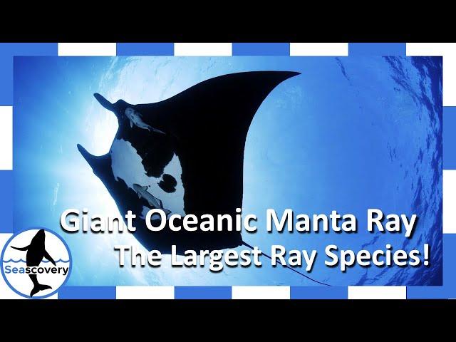 Giant Oceanic Manta Rays, our Gentle Giants of the Sea (Mobula Birostris)